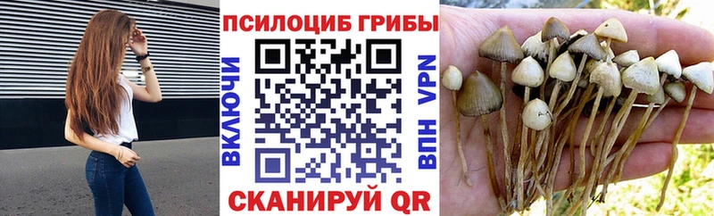 Псилоцибиновые грибы мицелий Саранск